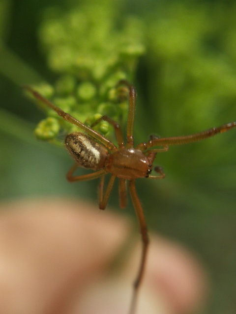 Linyphiidae - vitorláspókok