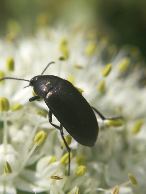 Podonta nigrita - szerecsenbogár