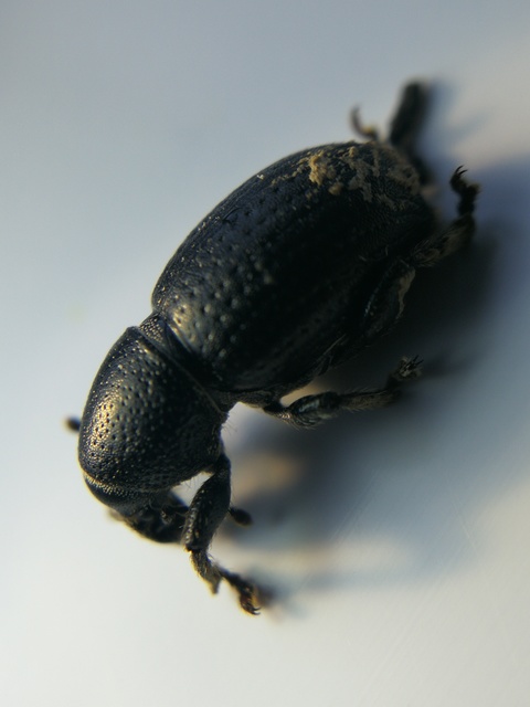 Psallidium maxillosum - fekete barkó