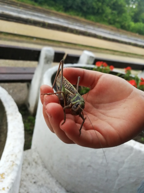 Decticus verrucivorus - szemölcsevő szöcske