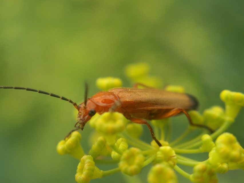 Rhagonycha fulva - feketevégű lágybogár