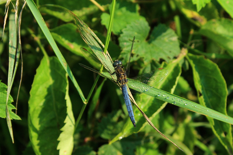 Orthetrum coerulescens - karcsú pásztorszitakötő