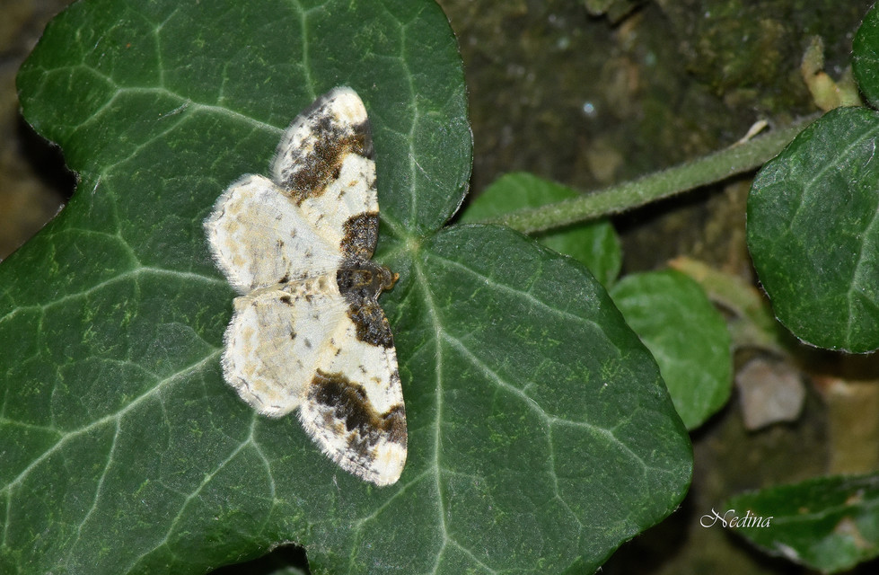 Ligdia adustata - barna levélaraszoló
