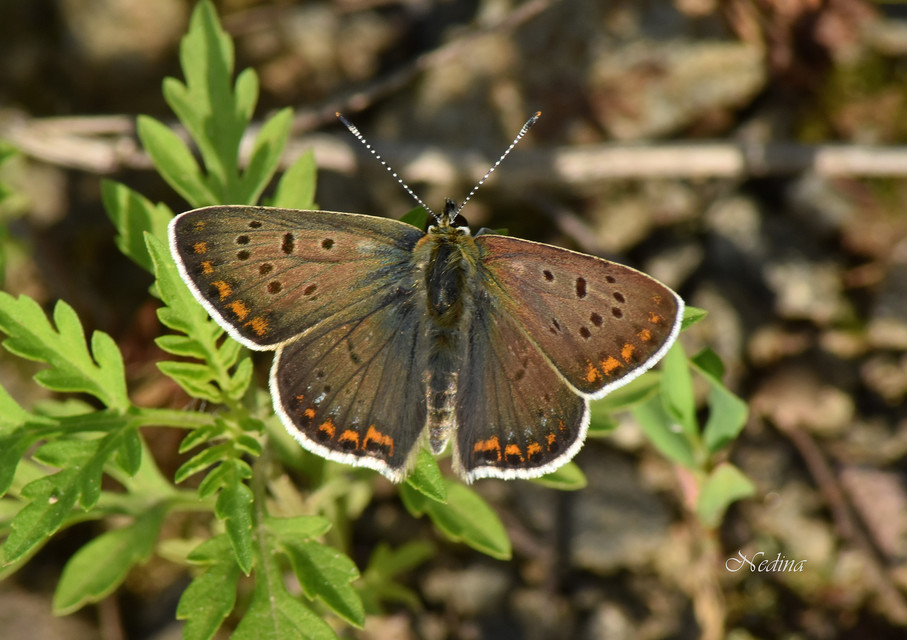 Lycaena tityrus - barna tűzlepke