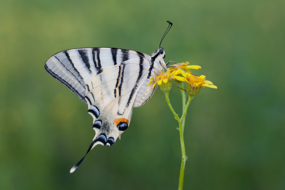 Iphiclides podalirius - kardoslepke