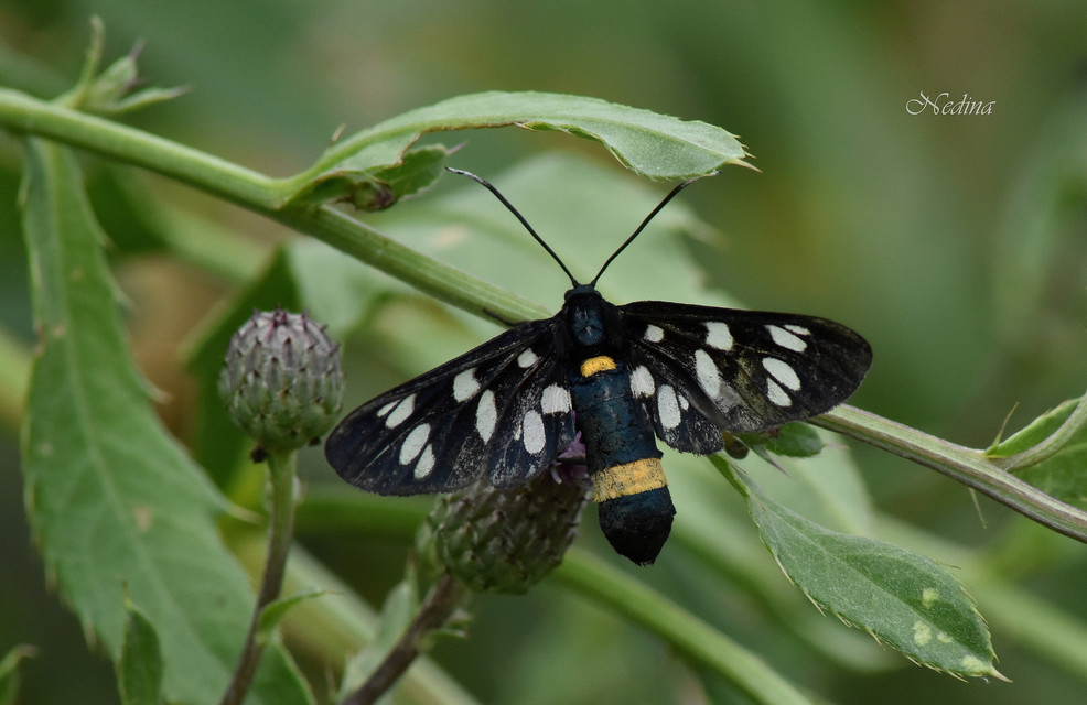 Amata phegea - fehérpettyes álcsüngőlepke
