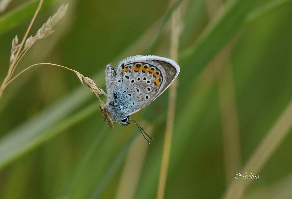 Plebejus argus - ezüstös boglárka