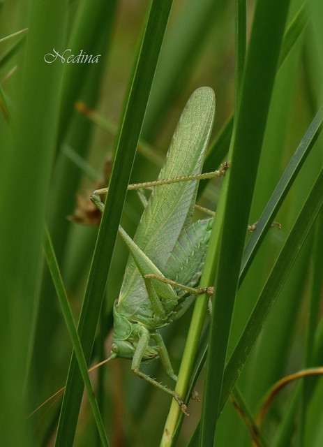 Tettigonia viridissima - zöld lombszöcske