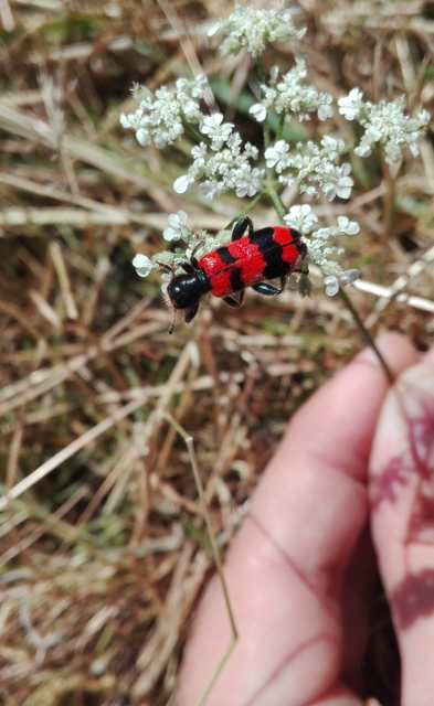 Trichodes apiarius - szalagos méhészbogár