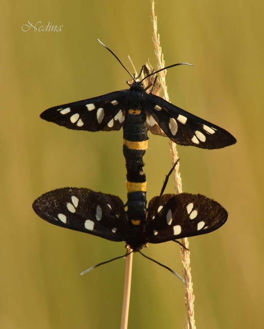 Amata phegea - fehérpettyes álcsüngőlepke