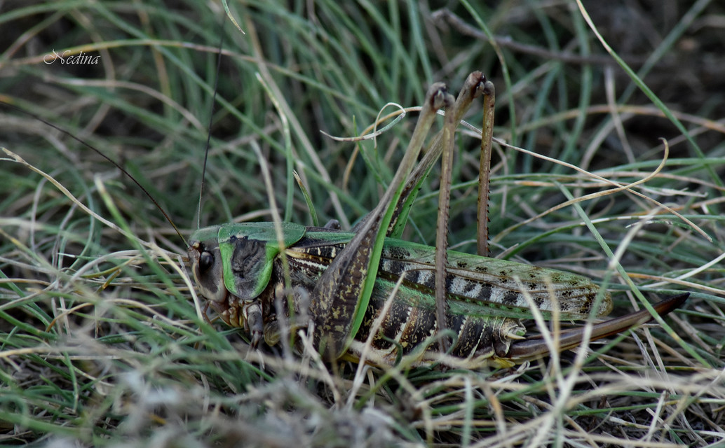 Decticus verrucivorus - szemölcsevő szöcske