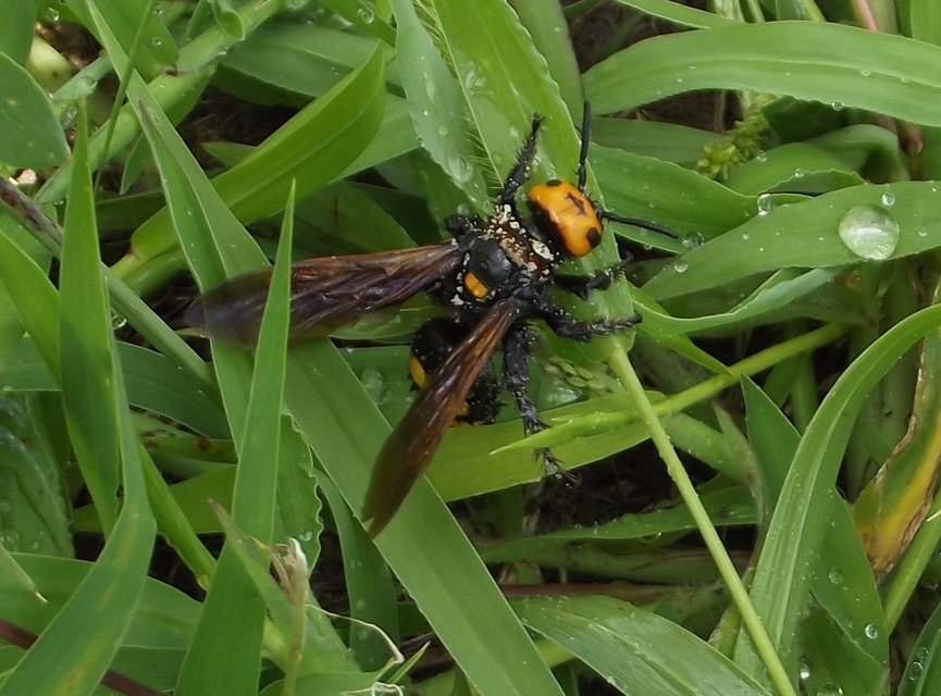 Megascolia maculata - óriás-tőrösdarázs