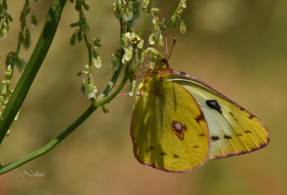 Colias
