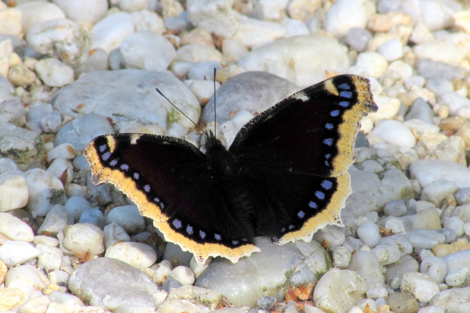 Nymphalis antiopa - gyászlepke