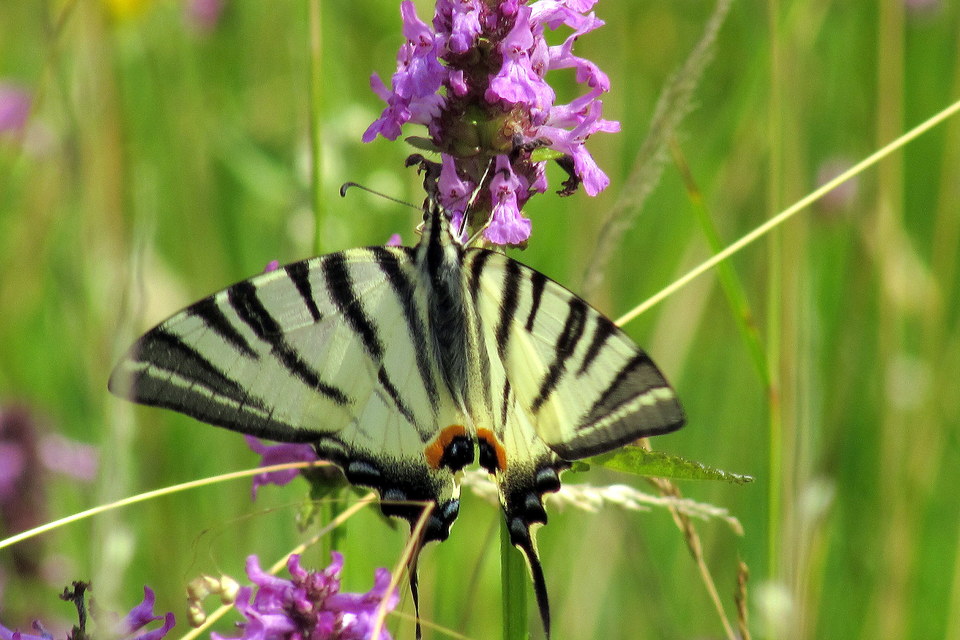 Iphiclides podalirius - kardoslepke