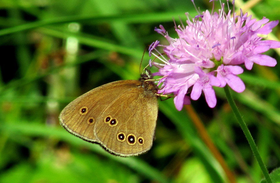 Aphantopus hyperanthus - közönséges ökörszemlepke