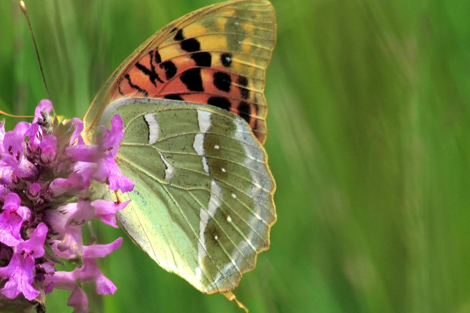 Argynnis pandora - zöldes gyöngyházlepke