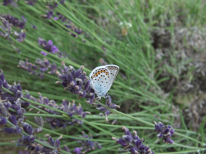 Plebejus argus - ezüstös boglárka