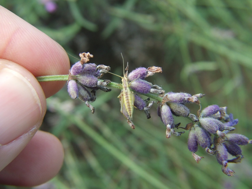 Oecanthus pellucens - pirregőtücsök