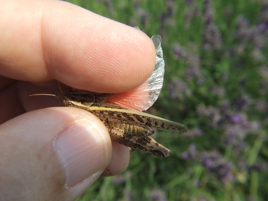 Calliptamus italicus - olaszsáska