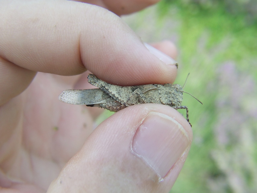 Oedipoda caerulescens - kékszárnyú sáska