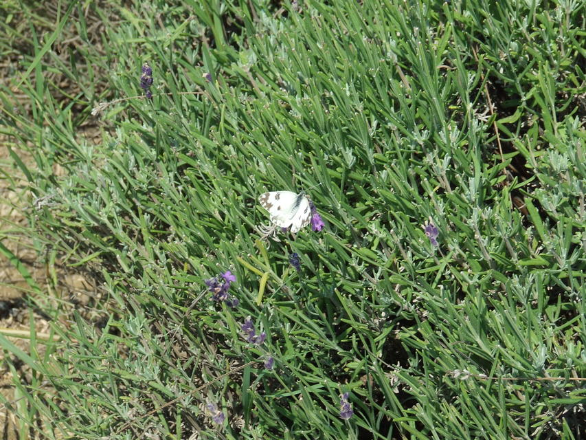 Pontia edusa - rezedalepke