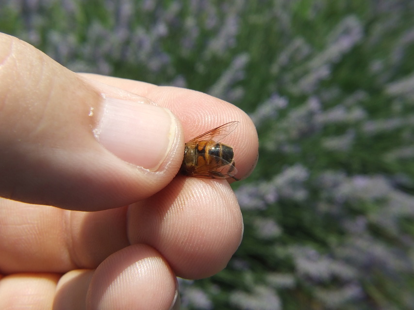 Eristalis tenax - közönséges herelégy