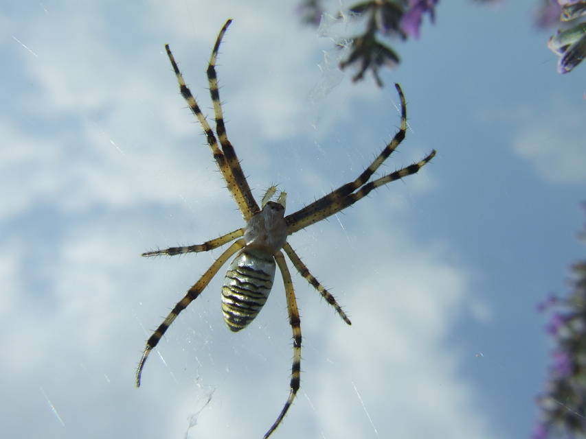 Argiope bruennichi - darázspók