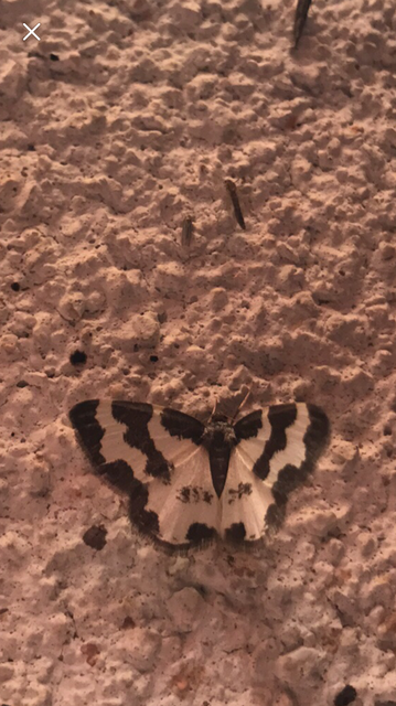 Lomaspilis marginata - szegélyes nyárfaaraszoló