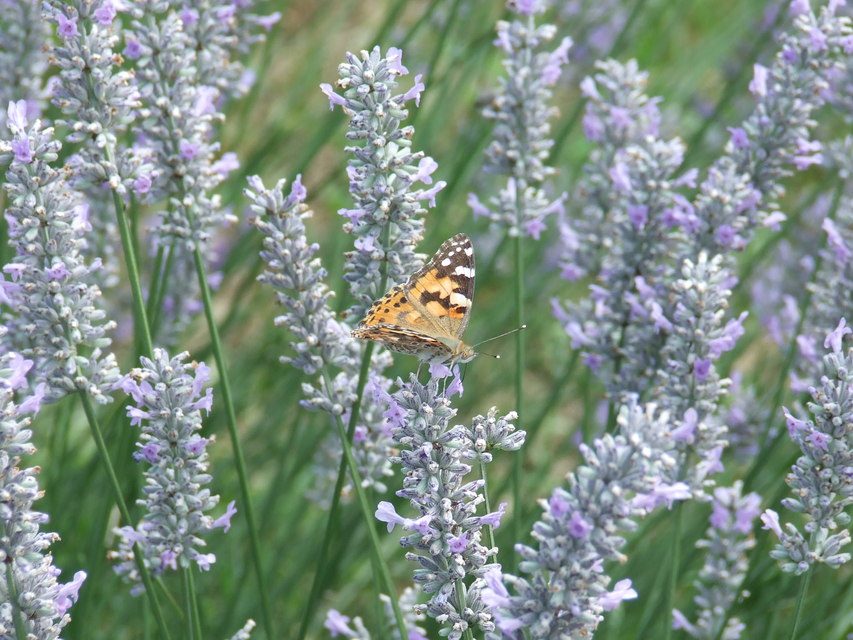 Vanessa cardui - bogáncslepke