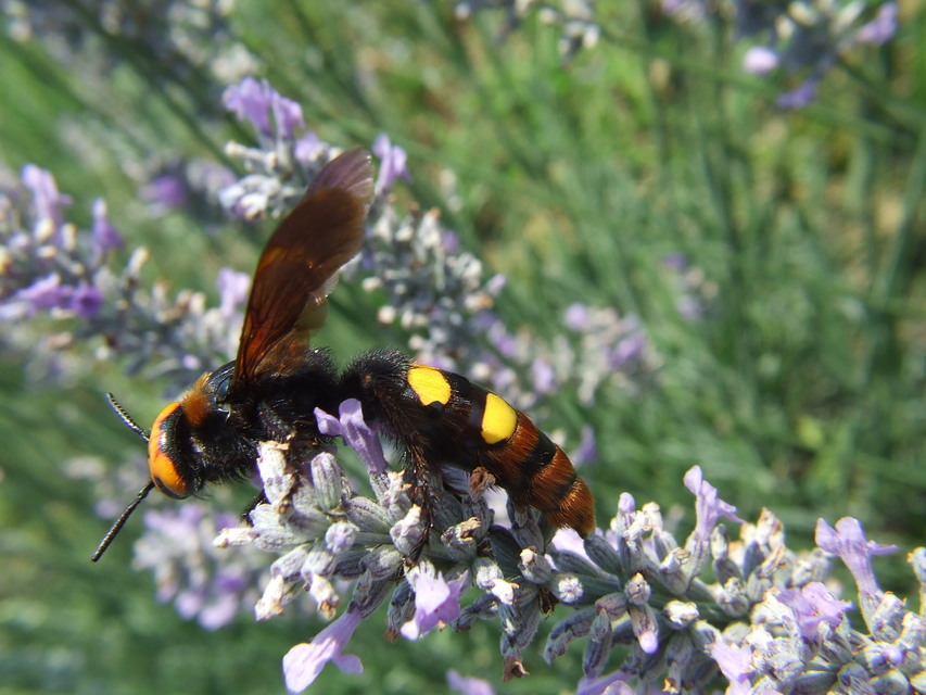 Megascolia maculata - óriás-tőrösdarázs