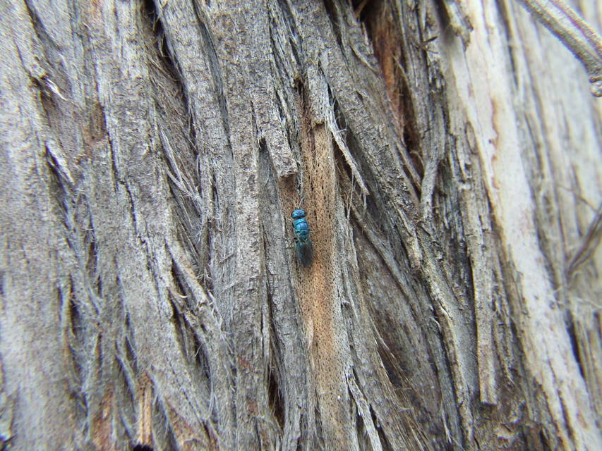 Chrysididae - fémdarazsak