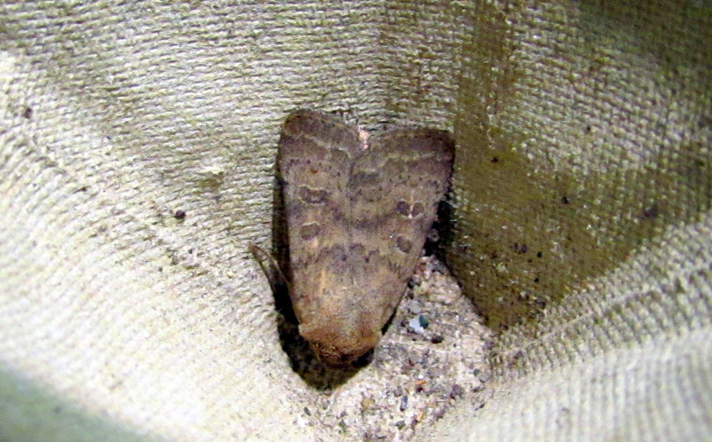 Hoplodrina octogenaria - barna selymesbagoly