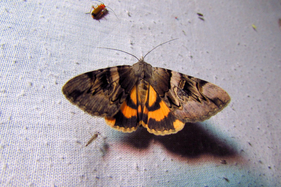 Catocala fulminea - galagonya-övesbagoly