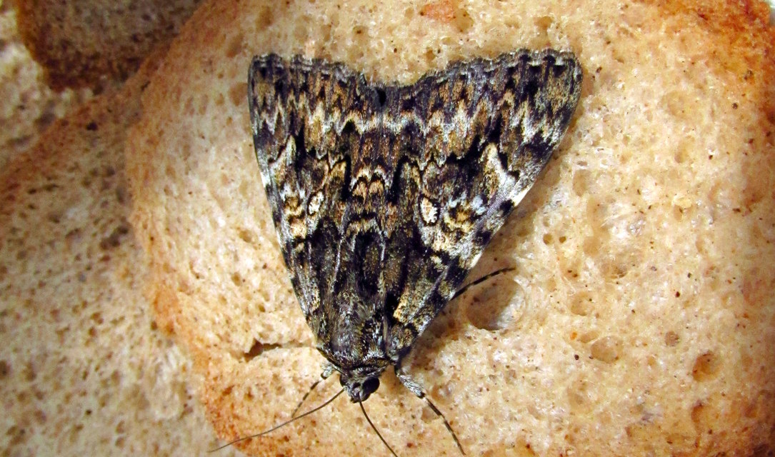 Catocala promissa - kis tölgyfa-övesbagoly