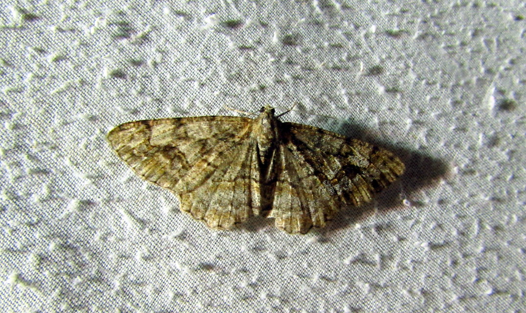 Alcis repandata - foltos faaraszoló