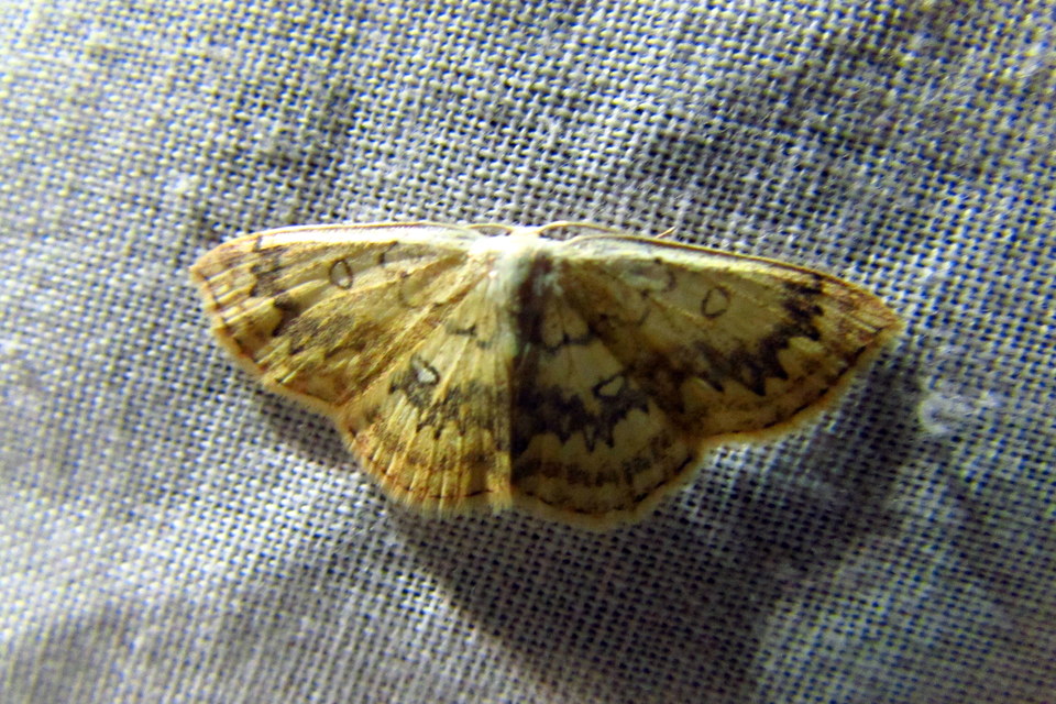 Cyclophora annularia - gyűrűs pettyesaraszoló