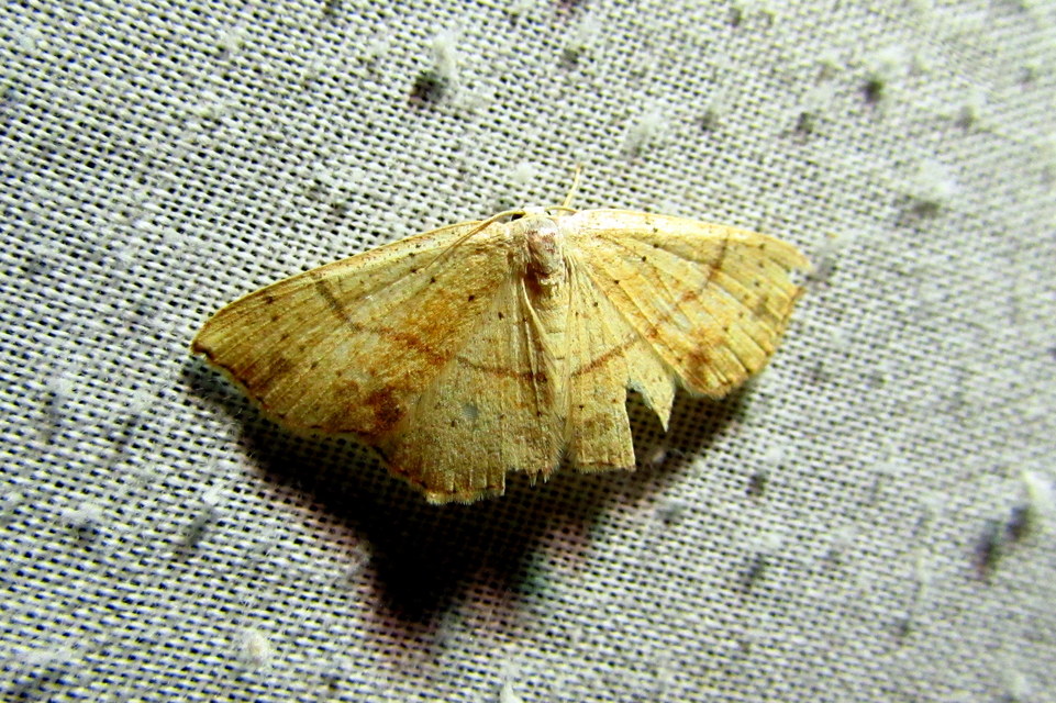 Cyclophora punctaria - sávos pettyesaraszoló