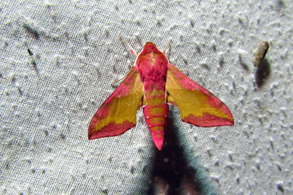 Deilephila porcellus - piros szender