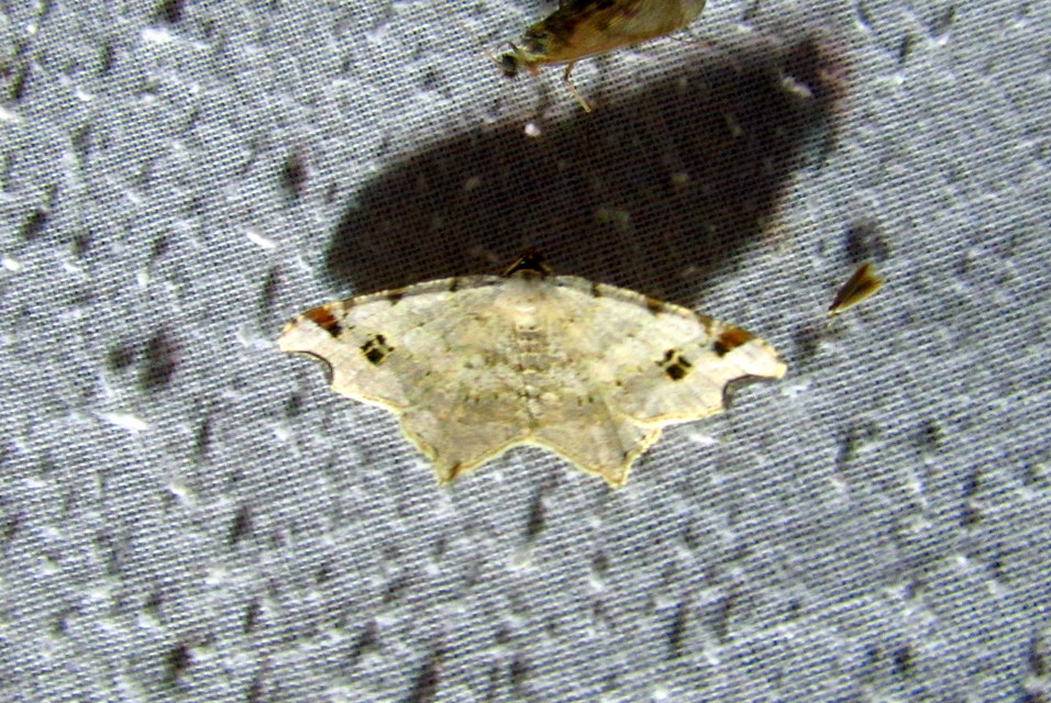 Macaria alternata - közönséges szürkearaszoló