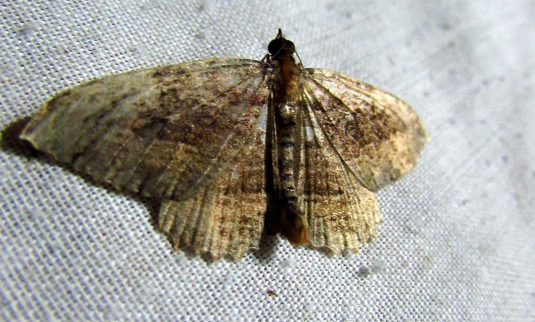 Philereme transversata - varjútövis-araszoló