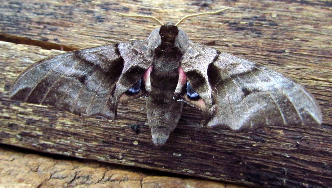 Smerinthus ocellatus - esti pávaszem