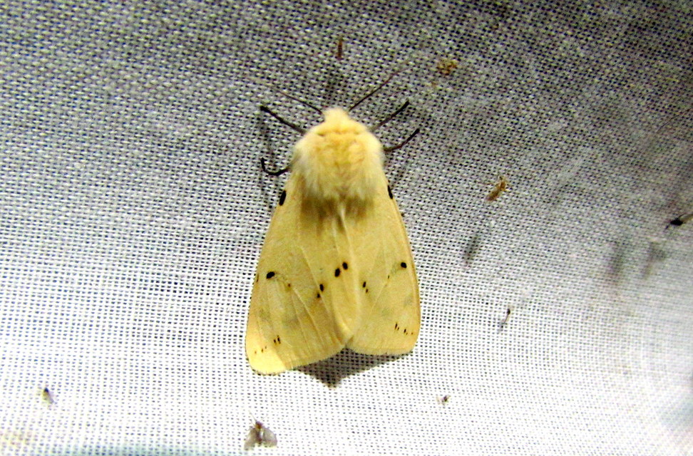Spilarctia lutea - sárgás medvelepke