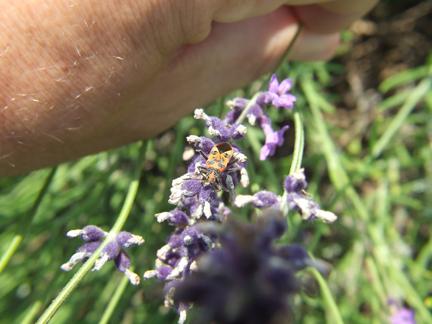 Corizus hyoscyami - piros karimáspoloska