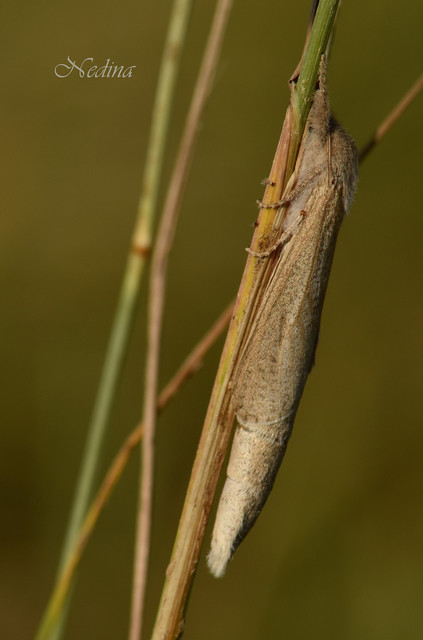 Phragmataecia castaneae - nádfúrólepke