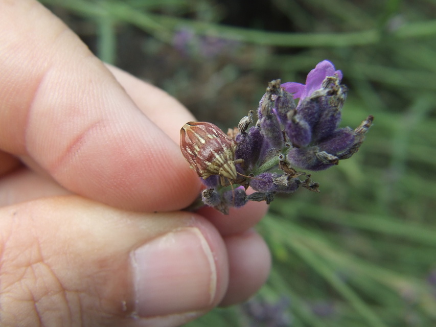 Odontotarsus purpureolineatus - tarka pajzsospoloska Odontotarsus purpureolineatus - tarka pajzsospoloska