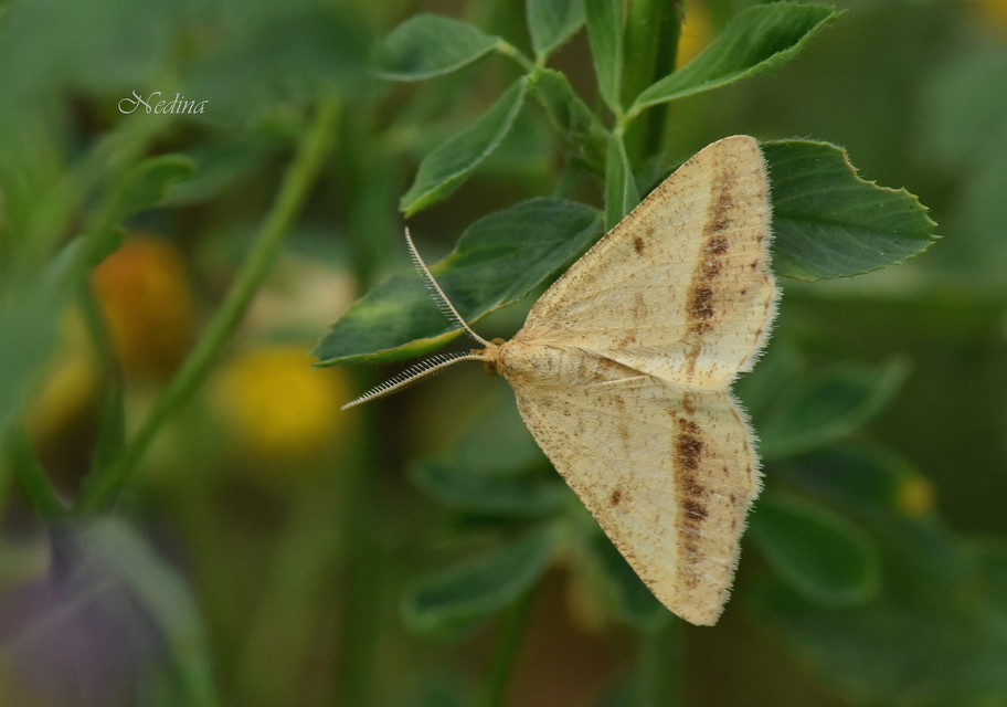 Tephrina arenacearia - lucerna-araszoló