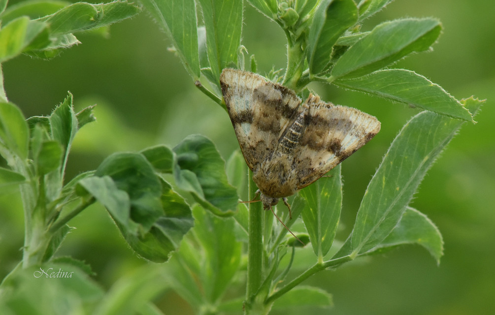 Heliothis viriplaca - mácsonyabagoly