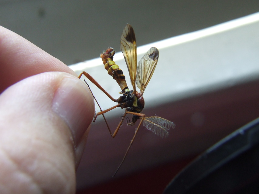 Ctenophora ornata - sárga fésűsszúnyog