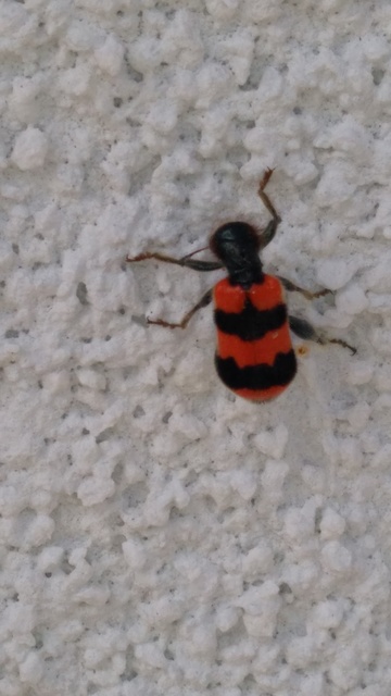 Trichodes apiarius - szalagos méhészbogár
